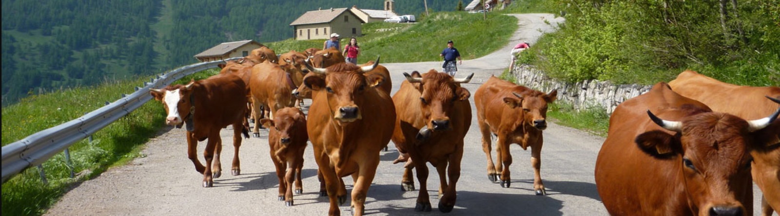 vaches-redimensionne-taille-1600x444